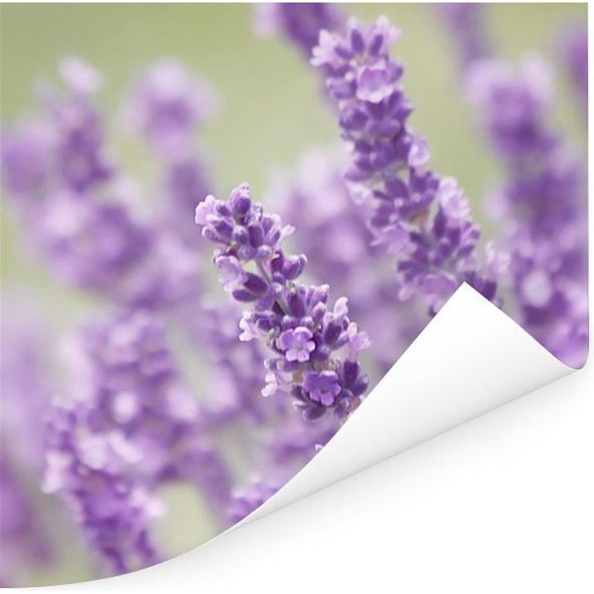 Set van 2 Luxe Posters met Close-up van Wilde Paarse Lavendels, 80x40cm, van Hoogwaardig Papier - Perfecte Wanddecoratie voor Slaapkamer, Woonkamer, Kinderkamer en Kantoor, Voegt Kleur en Natuurschoon Toe aan Elke Ruimte