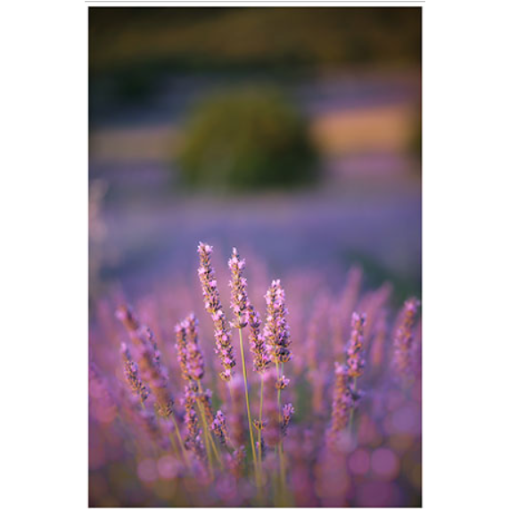 Set van 2 Luxe Posters met Close-up van Wilde Paarse Lavendels, 80x40cm, van Hoogwaardig Papier - Perfecte Wanddecoratie voor Slaapkamer, Woonkamer, Kinderkamer en Kantoor, Voegt Kleur en Natuurschoon Toe aan Elke Ruimte