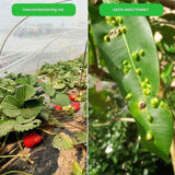 Tuin Insecten Beschermingsnet - 2,5 m x 10 m - Vogel- en Vliegwerend Net - Duurzaam Polyethyleen - Geschikt voor Groenten, Bloemen en Fruit - UV-Bestendig