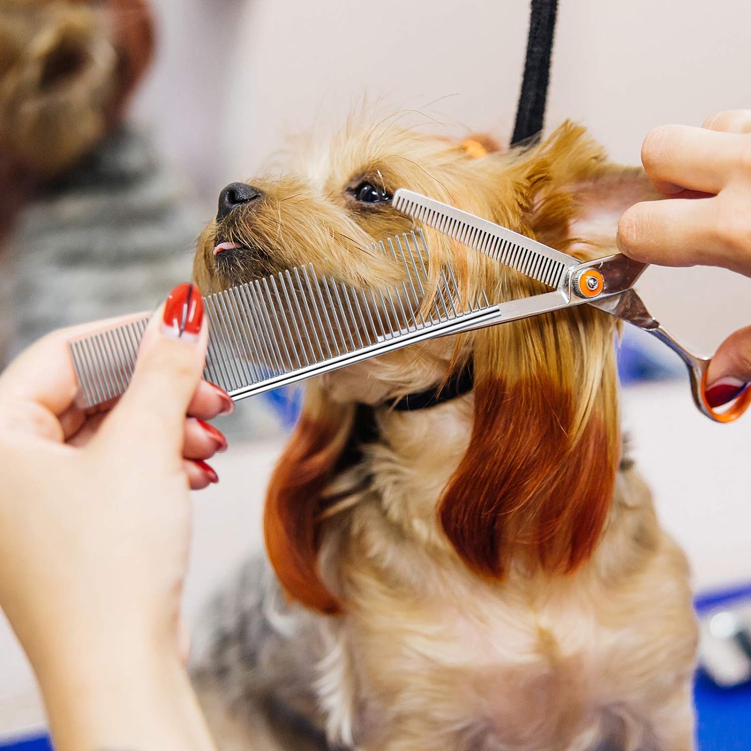 6-in-1- RVS  Huisdierenverzorgingskam - Stevige Roestvrijstalen Dieren Kam voor Klitvrije Vacht - Ideaal voor Honden en Katten - Stimuleert Huid & Haarzakjes - Complete Verzorgingsset voor een Stralende Vacht